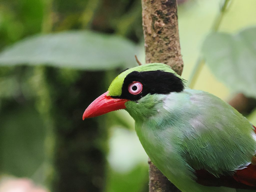 En 2027, partez à la découverte des oiseaux du monde et de nombreux autres animaux avec Birder-Escursia-Terres oubliées.
